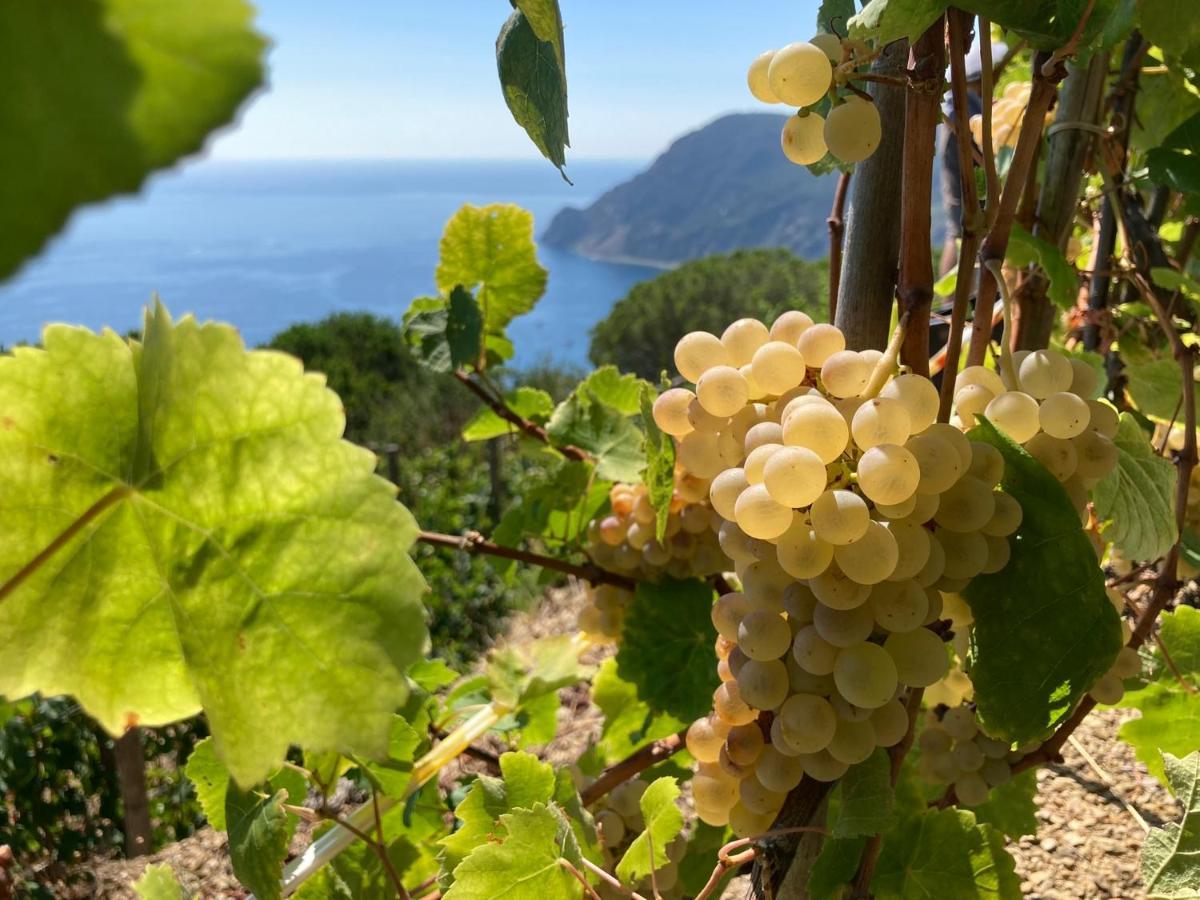 Villa Pietrafiore 蒙特罗索阿尔马雷 外观 照片