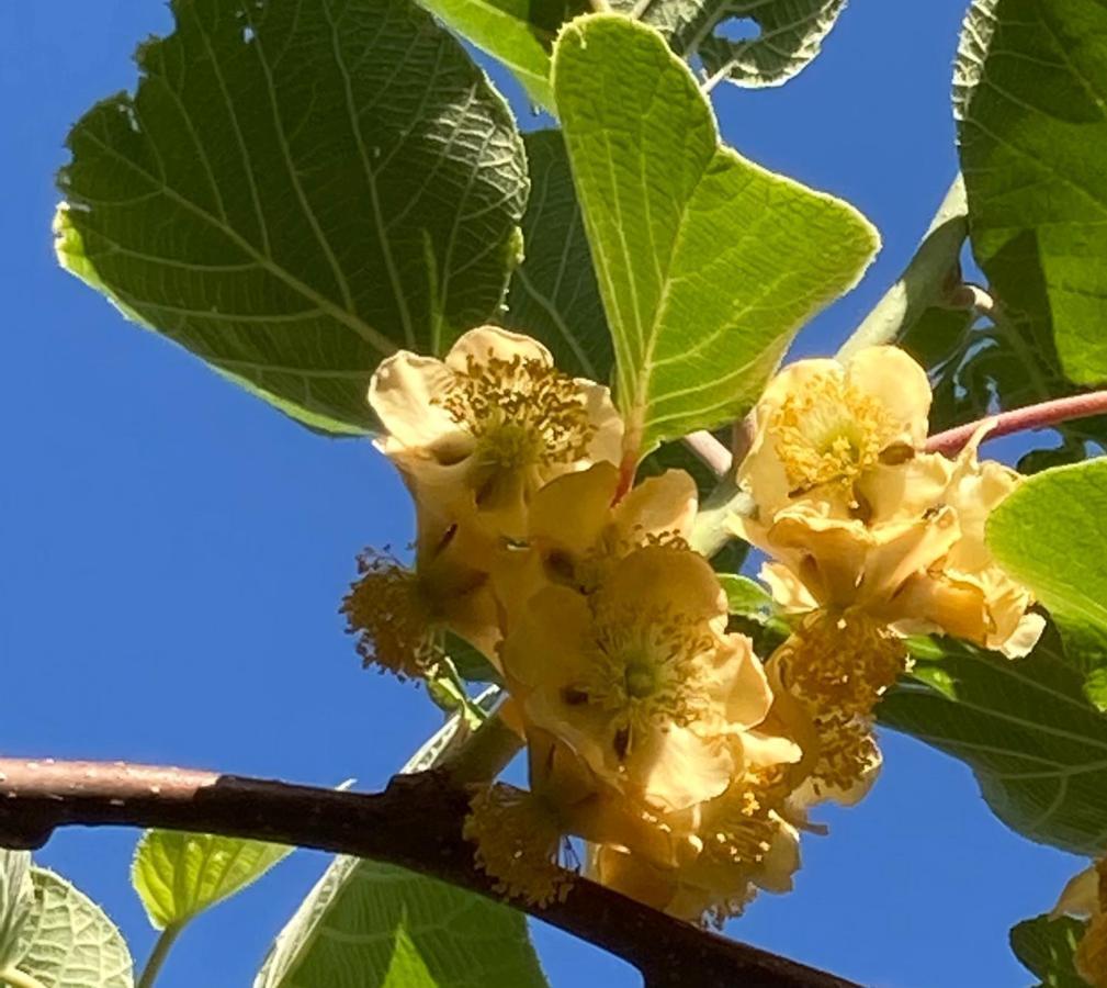 Villa Pietrafiore 蒙特罗索阿尔马雷 外观 照片