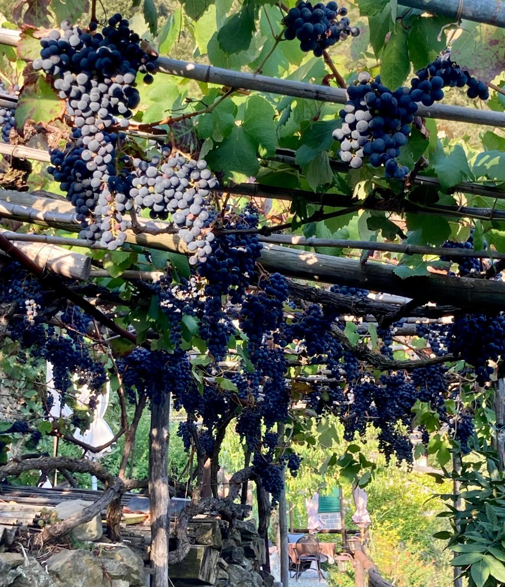 Villa Pietrafiore 蒙特罗索阿尔马雷 外观 照片