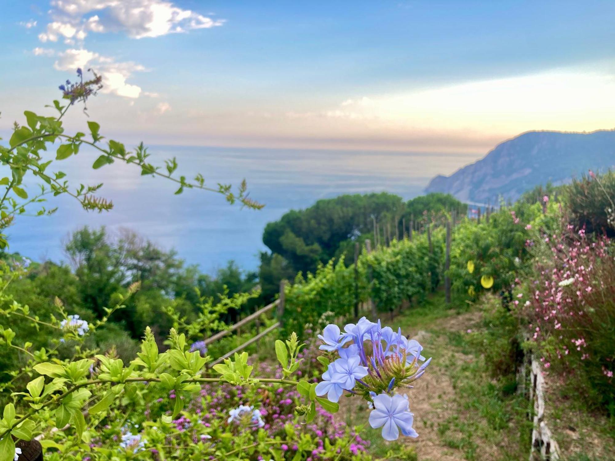 Villa Pietrafiore 蒙特罗索阿尔马雷 外观 照片