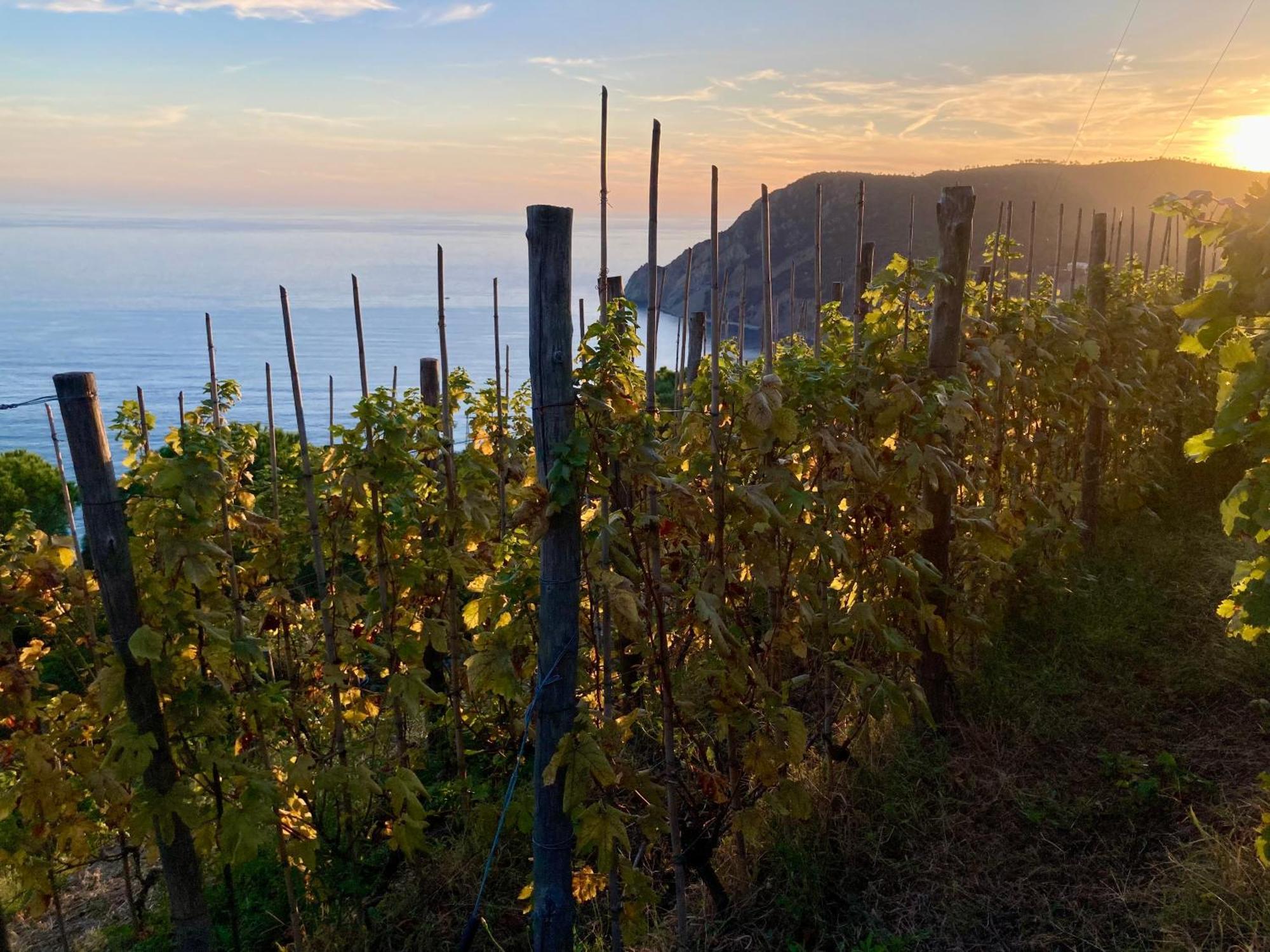 Villa Pietrafiore 蒙特罗索阿尔马雷 外观 照片